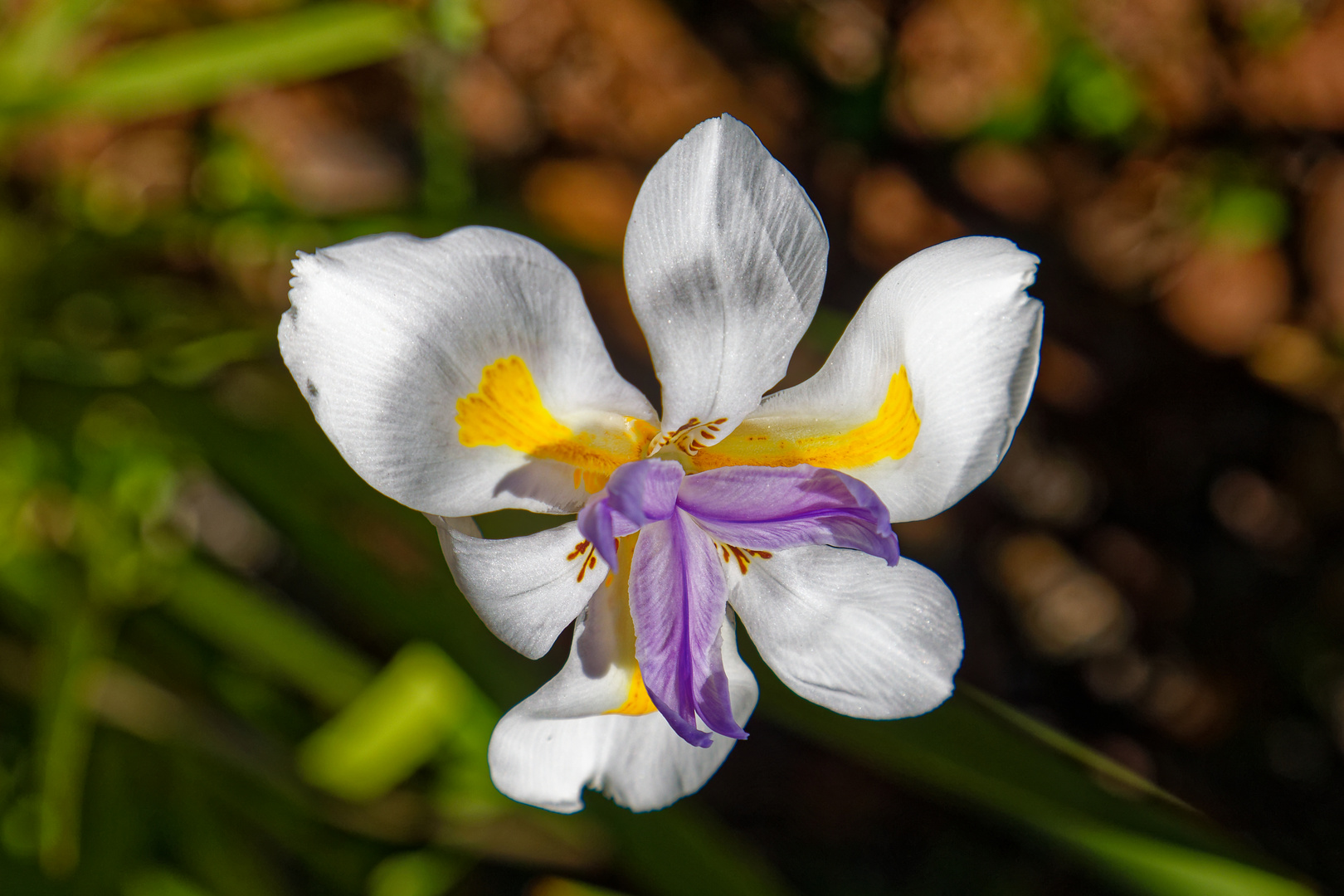 Große Wildiris