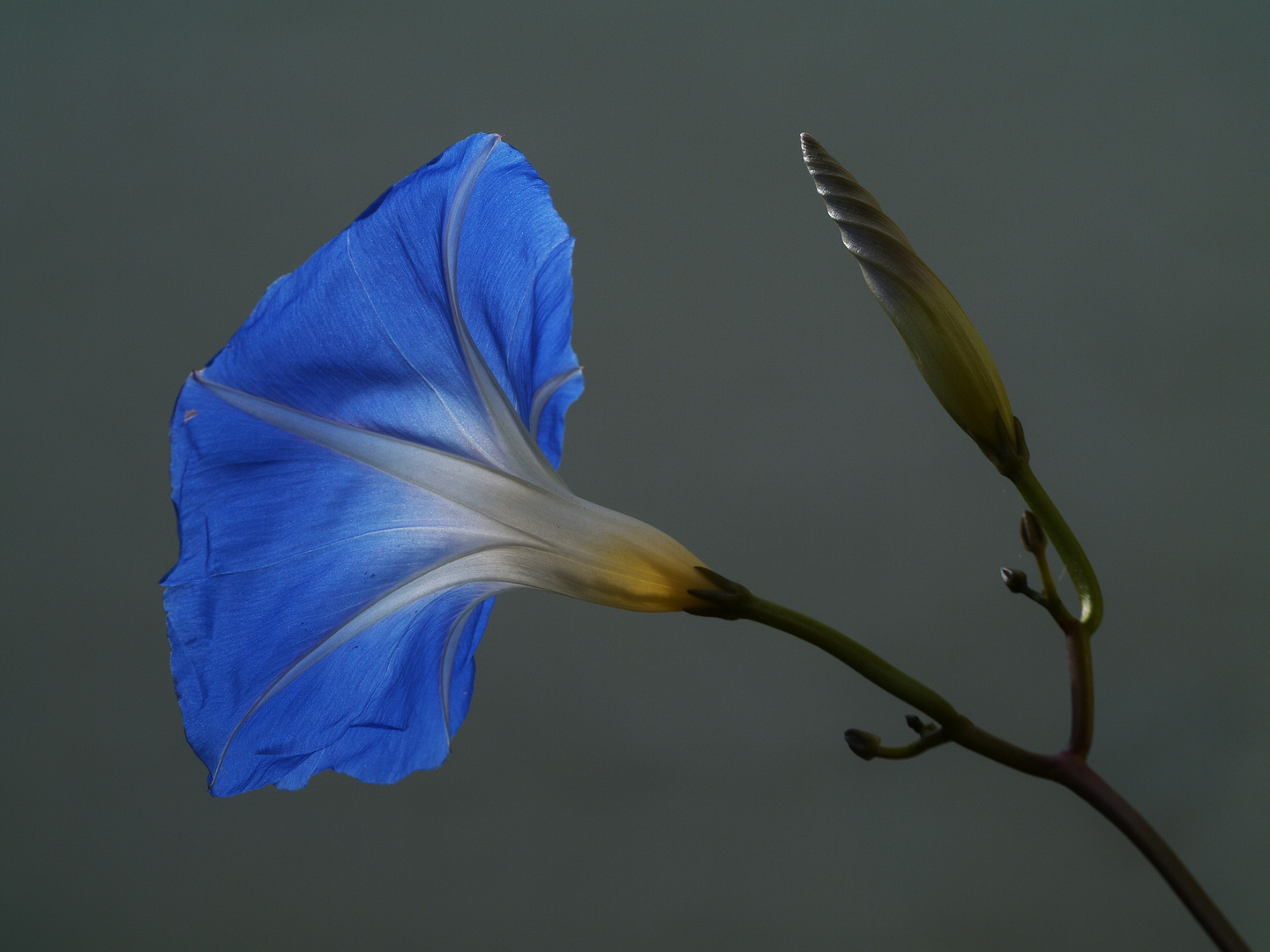 Große Winde - Blau / Blütenkelch - Leuchten 