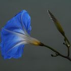 Große Winde - Blau / Blütenkelch - Leuchten 