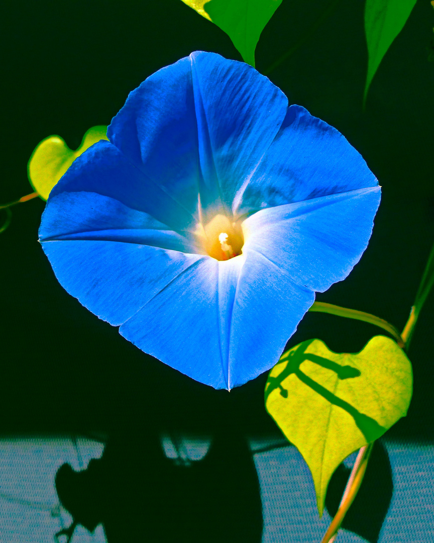 Große Windenblüte - Blau - Nur einen Tag Schönheit geniessen