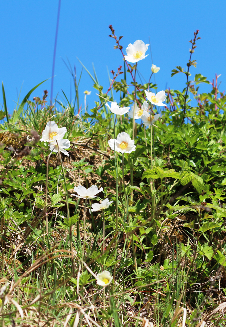 Große Windröschen (Anemone sylvestris) 