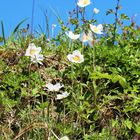 Große Windröschen (Anemone sylvestris) 