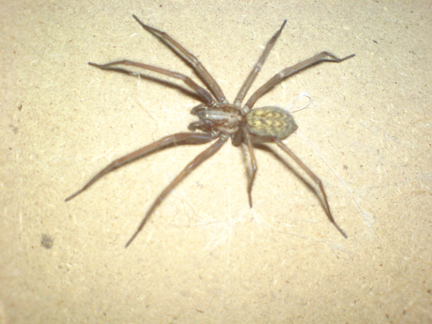 Grosse Winkel Spinne in Groß