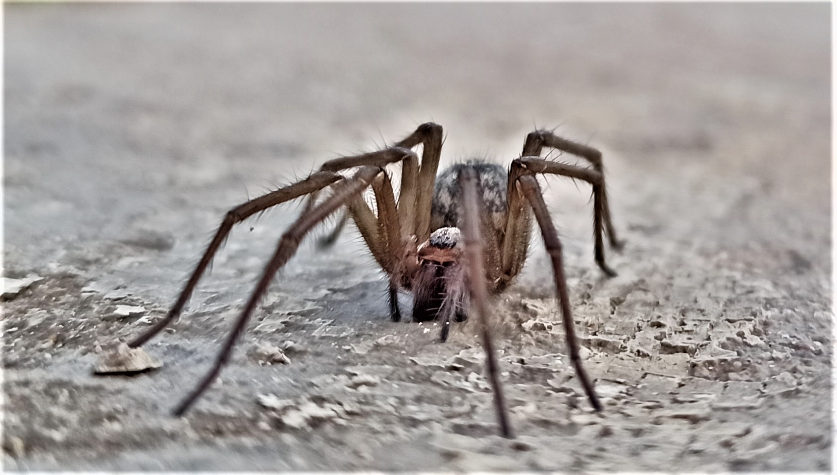 Große Winkelspinne