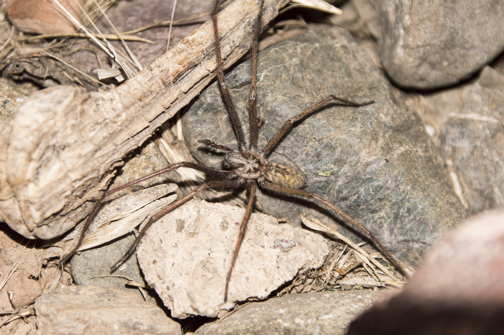 Große Winkelspinne