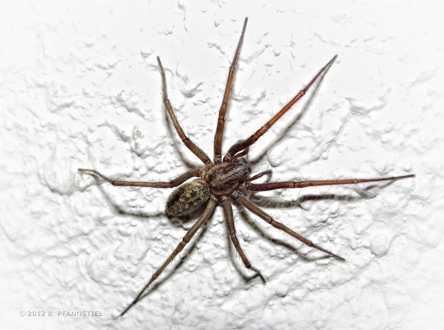 Grosse Winkelspinne Foto & Bild tiere, wildlife, spinnen Bilder auf Grosse Winkelspinne Foto & Bild tiere, wildlife, spinnen Bilder auf
