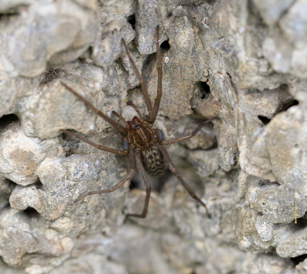 Große Winkelspinne