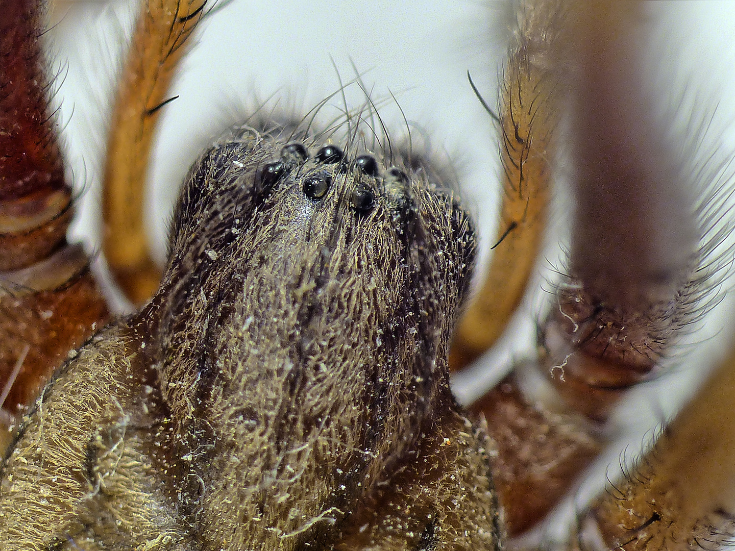 Große Winkelspinne (Eratigena atrica)