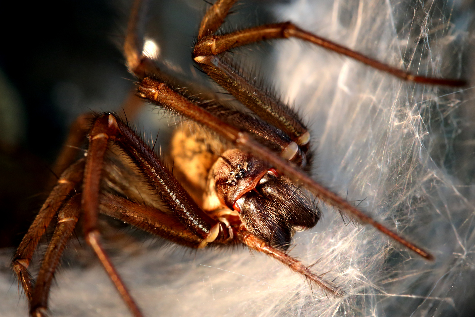 Große Winkelspinne (Hausspinne, Tegenaria atrica) (I)