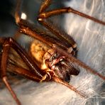 Große Winkelspinne (Hausspinne, Tegenaria atrica) (I)