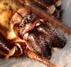 Große Winkelspinne (Hausspinne, Tegenaria atrica) (II)