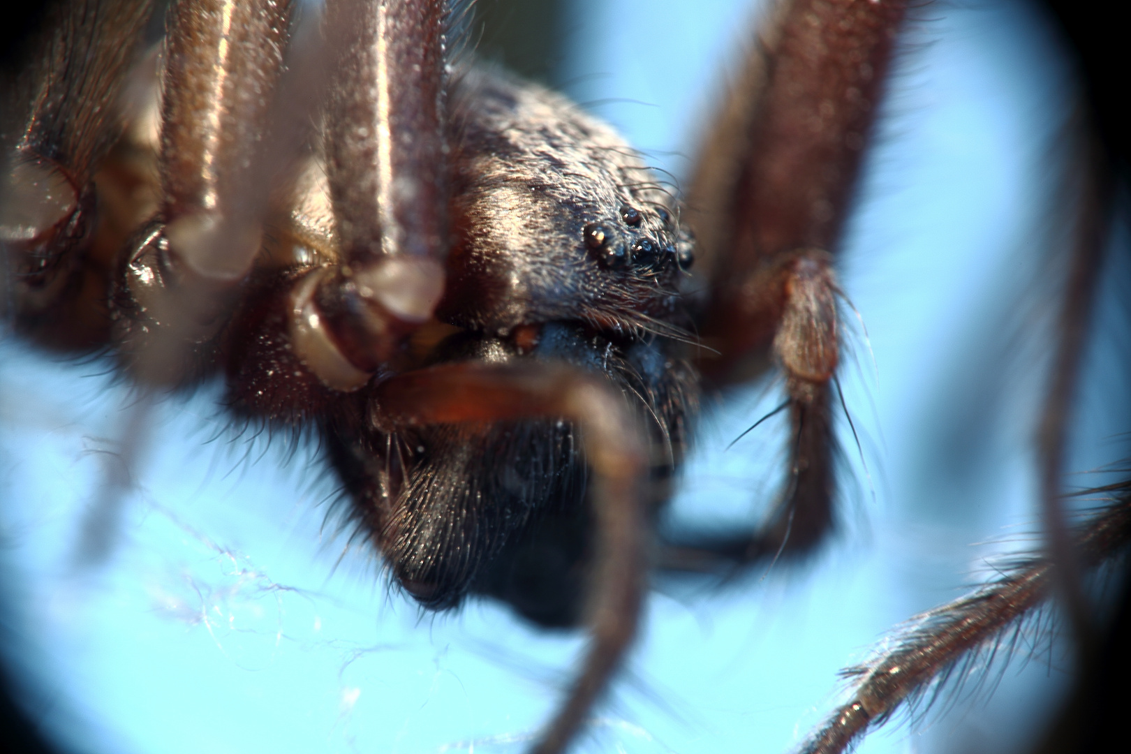 Große Winkelspinne (Hausspinne, Tegenaria atrica) (III)