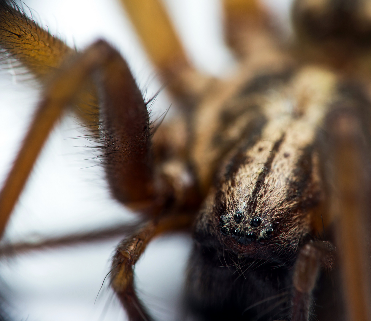 Große Winkelspinne (Hausspinne, Tegenaria atrica) (IV)