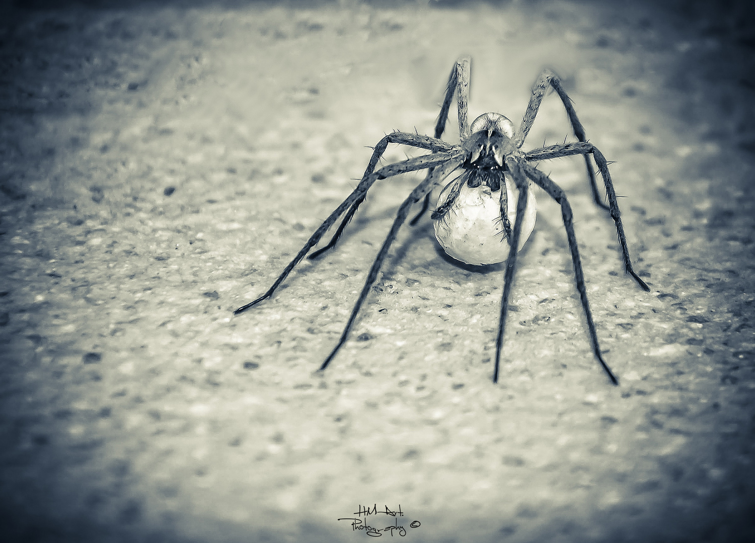 Große Winkelspinne mit Babys im Schlepptau