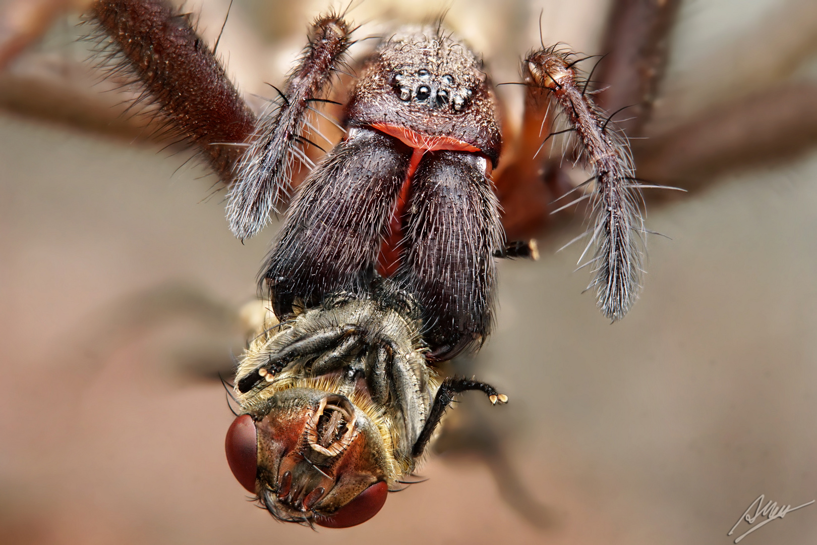 Große Winkelspinne mit Beute