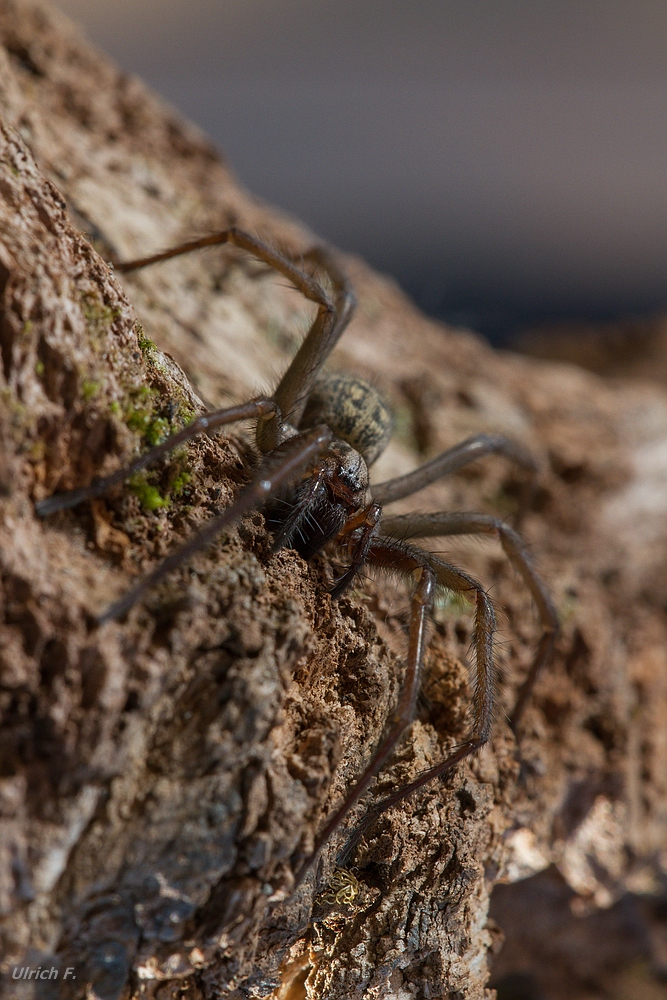 Große Winkelspinne (Tegenaria atrica)