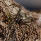 Große Winkelspinne (Tegenaria atrica)