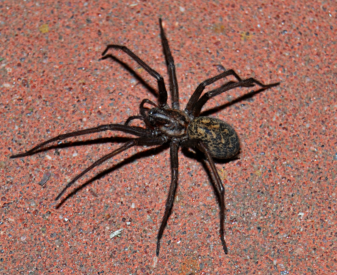 Große Winkelspinne (Tegenaria atrica)