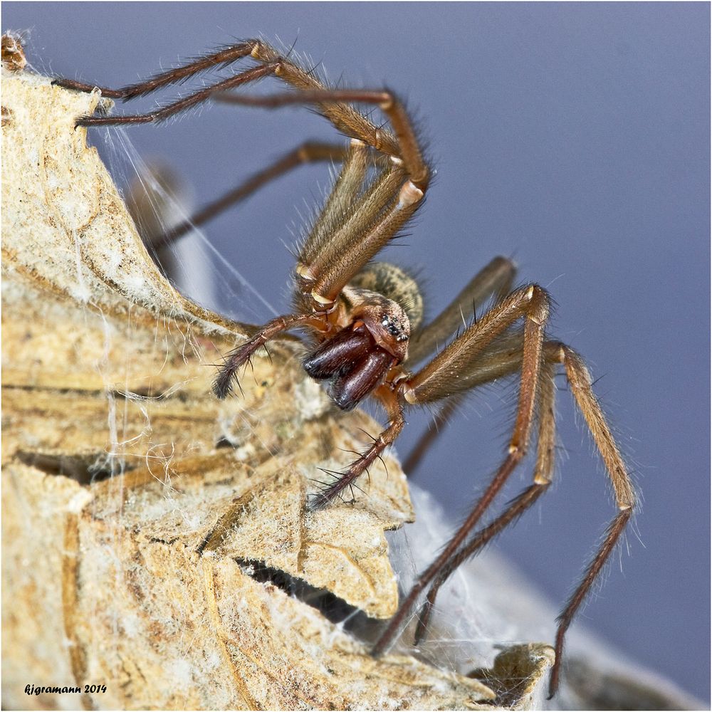 Große Winkelspinne (Tegenaria atrica).....