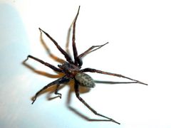 Große Winkelspinne (Tegenaria atrica)