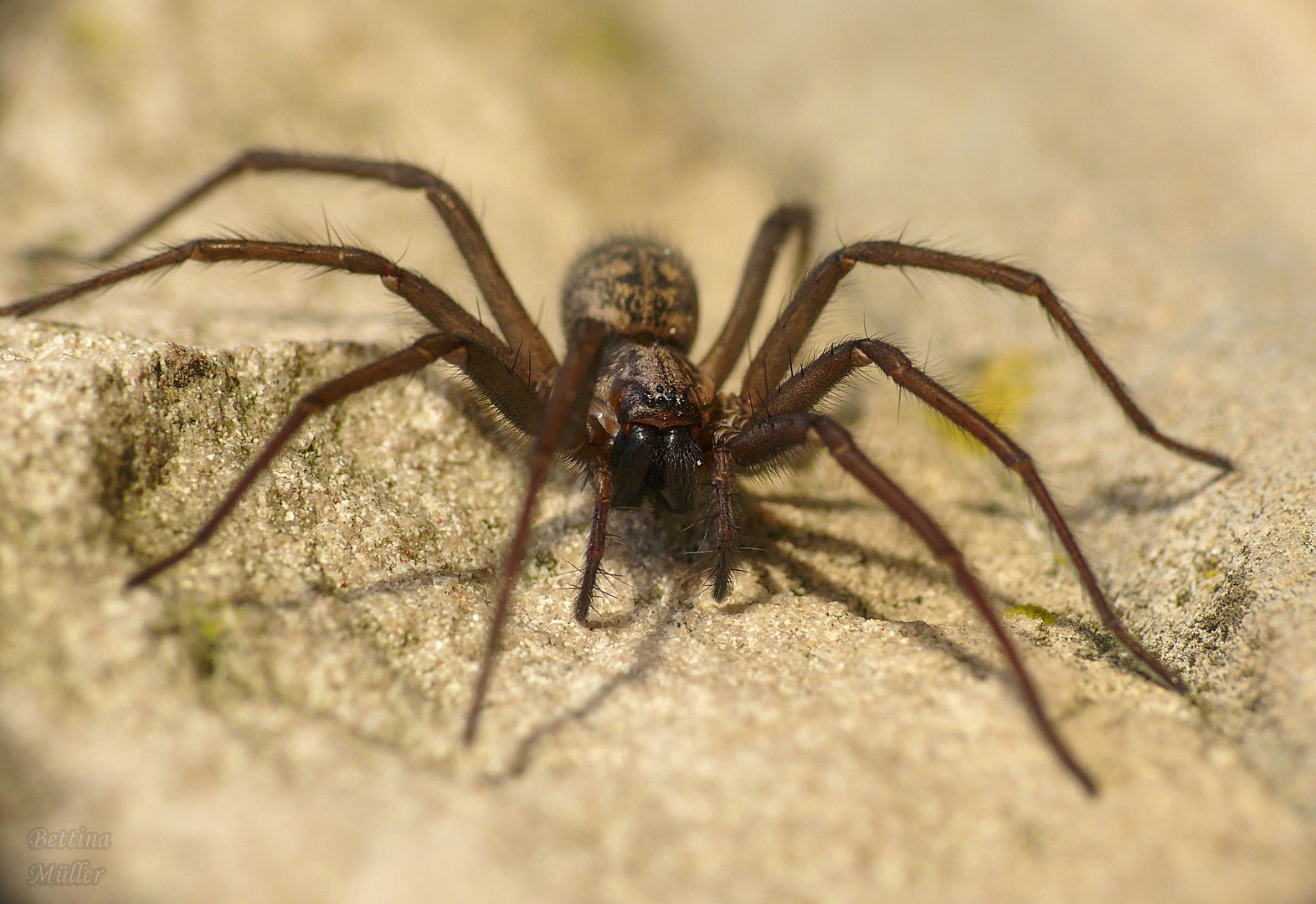 Große Winkelspinne (Tegenaria atrica) Weibchen