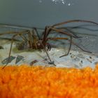 Große Winkelspinne ,umgangssprachlich Hausspinne, (Tegenaria atrica)