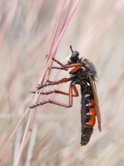 große Wolfsfliege 