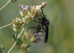 Große Wolfsfliege (Dasypogon diadema) m mit Beute