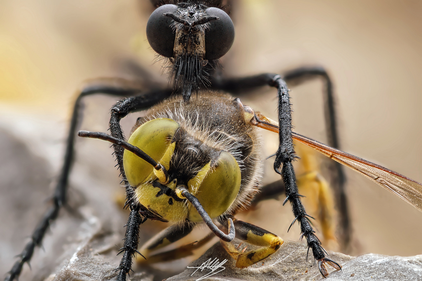 Große Wolfsfliege (Dasypogon diadema) mit Beute