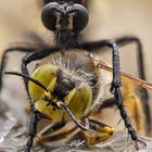 Große Wolfsfliege (Dasypogon diadema) mit Beute