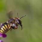 Große Wollbiene am Ziest 3