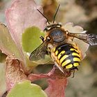 Große Wollbiene (Anthidium manicatum)