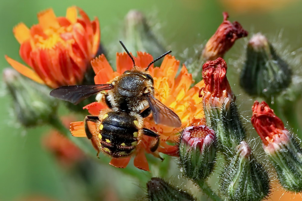 Große Wollbiene (Anthidium manicatum)