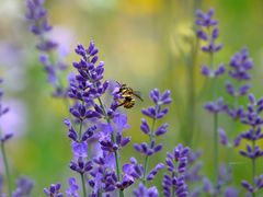 Große Wollbiene (Anthidium manicatum)