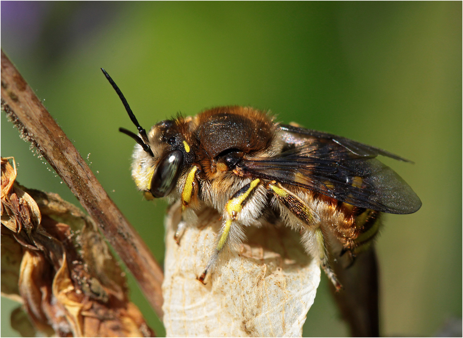 Große Wollbiene (Anthidium manicatum) - Männchen