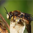 Große Wollbiene (Anthidium manicatum) - Männchen