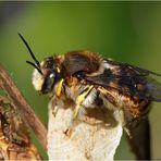 Große Wollbiene (Anthidium manicatum) - Männchen