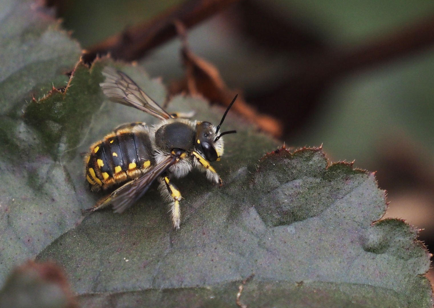 Große Wollbiene (Anthidium manicatum), Männchen 