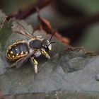 Große Wollbiene (Anthidium manicatum), Männchen 