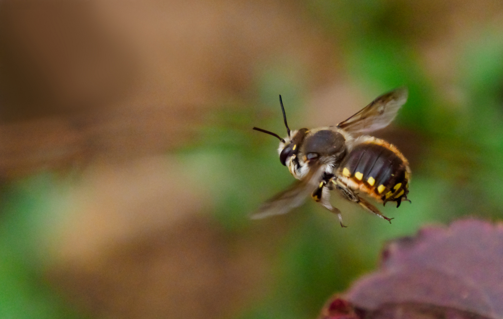 Große Wollbiene (Anthidium manicatum), Männchen 