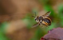 Große Wollbiene (Anthidium manicatum), Männchen 