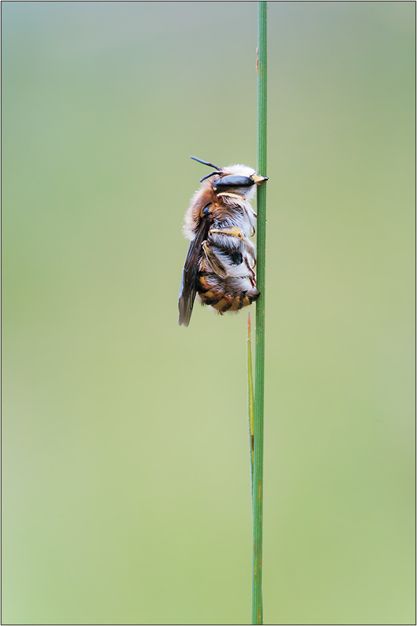 Große Wollbiene (Anthidium manicatum) Männchen