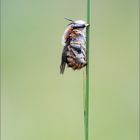 Große Wollbiene (Anthidium manicatum) Männchen