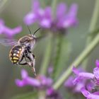 Große Wollbiene beim Abflug