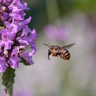 große Wollbiene im Flug 