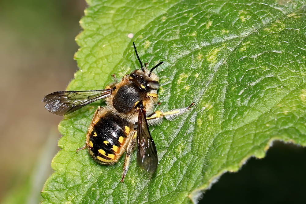 Große Wollbiene oder Garten-Wollbiene [Anthidium manicatum]