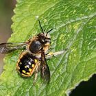 Große Wollbiene oder Garten-Wollbiene [Anthidium manicatum]