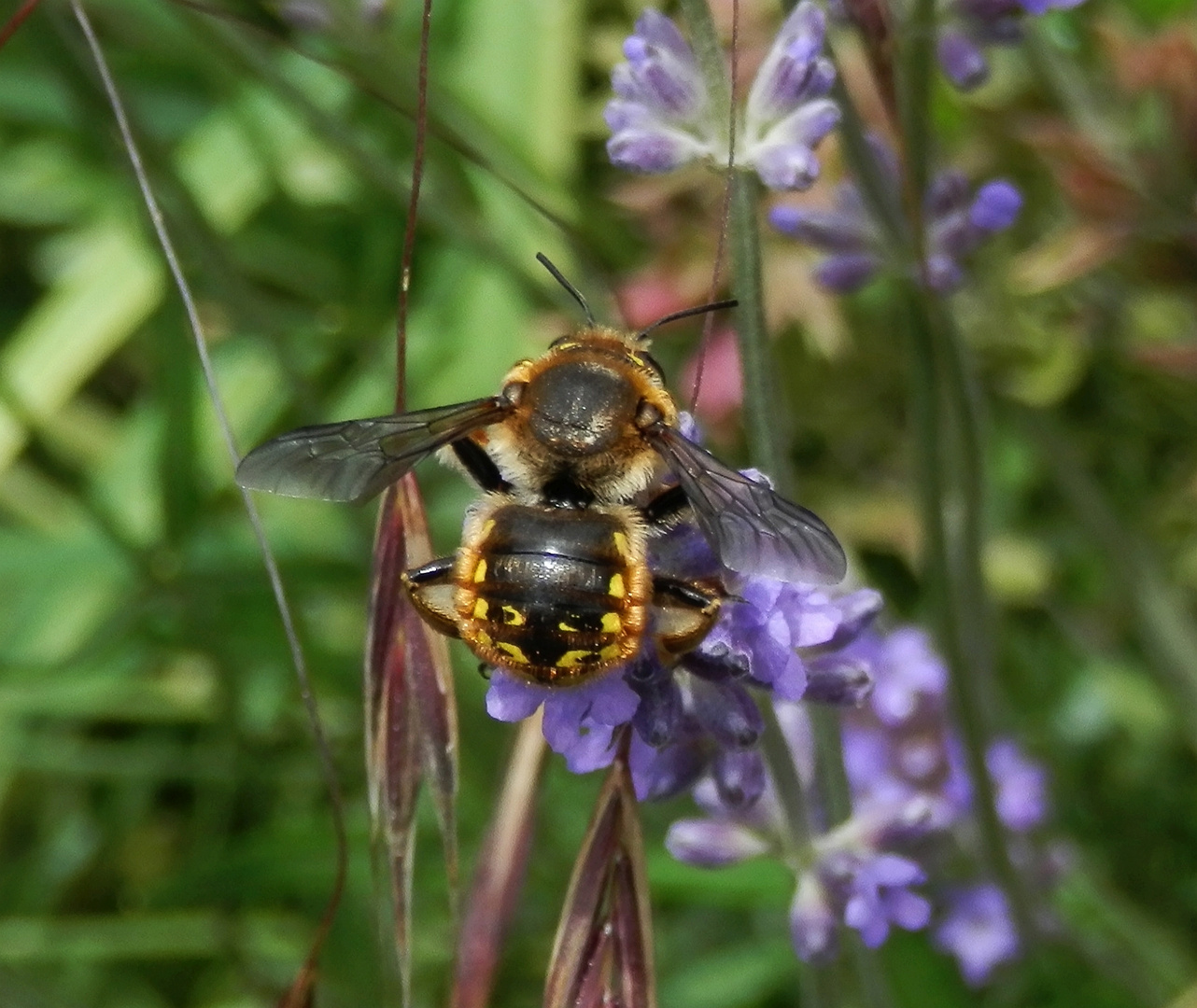 Große Wollbiene oder Garten-Wollbiene (Anthidium manicatum) auf Lavendel