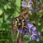 Große Wollbiene oder Garten-Wollbiene (Anthidium manicatum) auf Lavendel