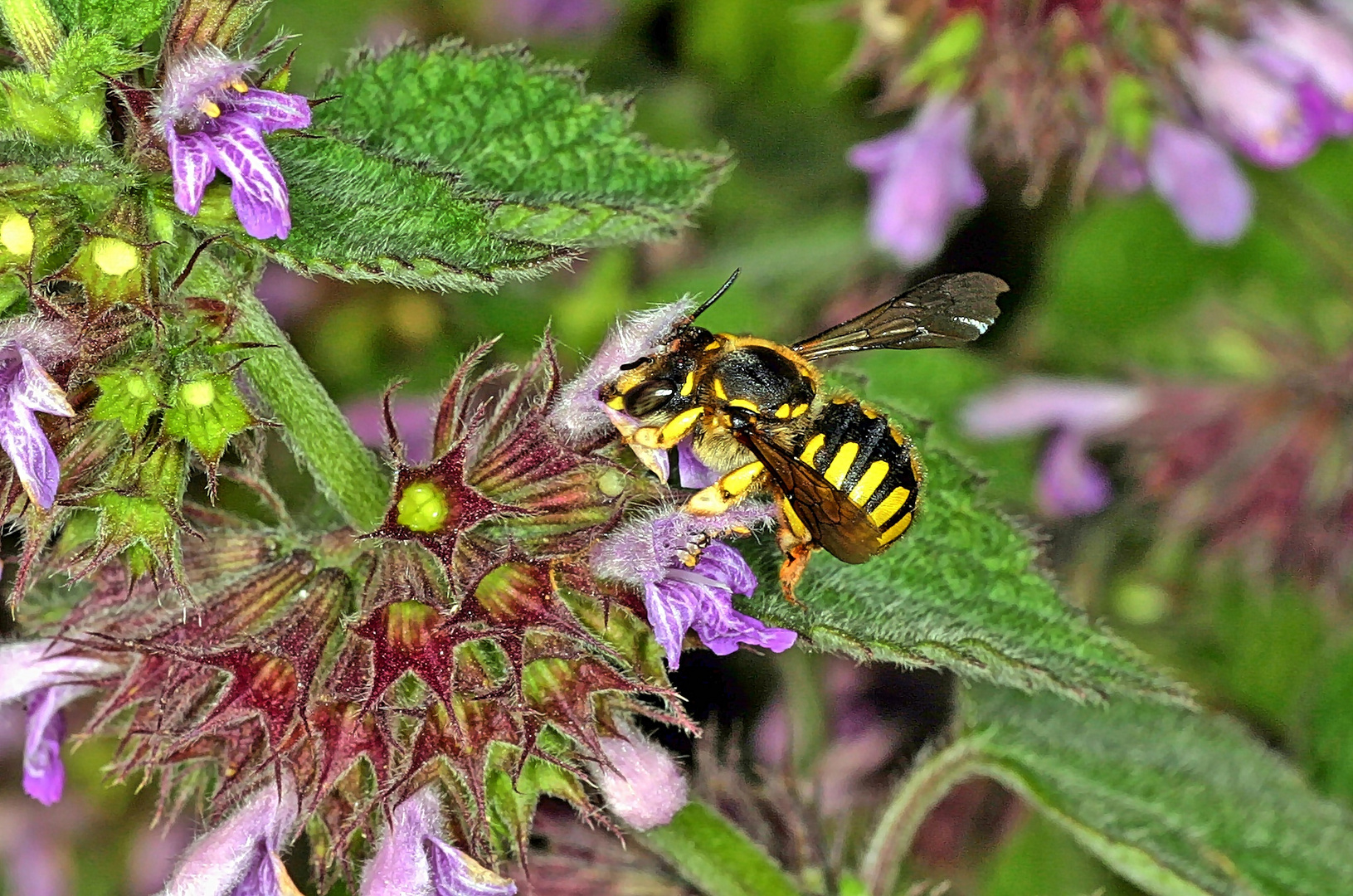 Große Wollbiene oder Garten-Wollbiene (Anthidium manicatum) female.